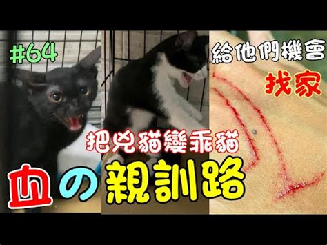 夢見貓入屋|【夢見貓入屋】夢見貓步入家門之驚奇時刻，你絕對不可錯過！